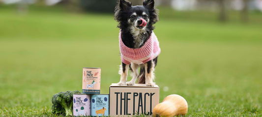 The Importance Of Gut Health For Dogs