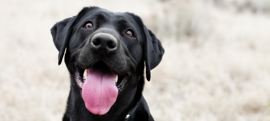 Can Vegan Dog Food Prevent Cancer?