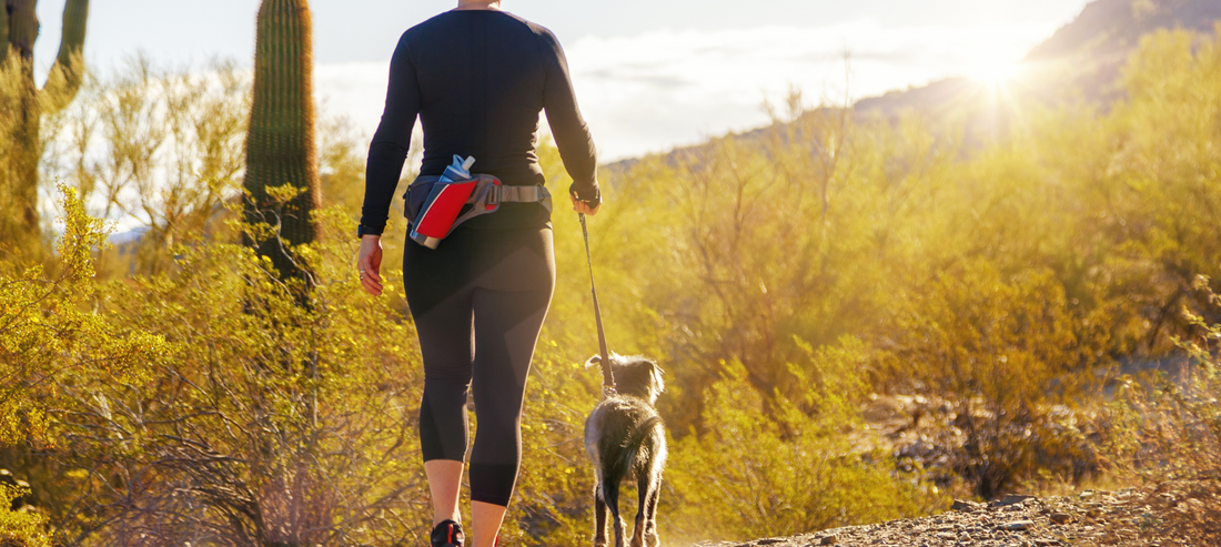 The Role Of Vitamin D In Vegan Dog Food