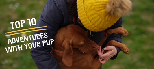 Top 10 Things To Do With Your Dog In The UK