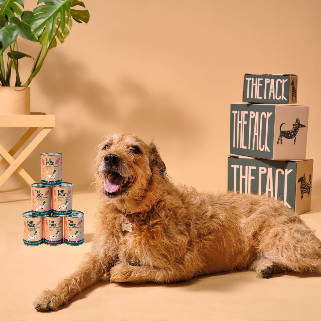 How To Do Veganuary With Your Dog