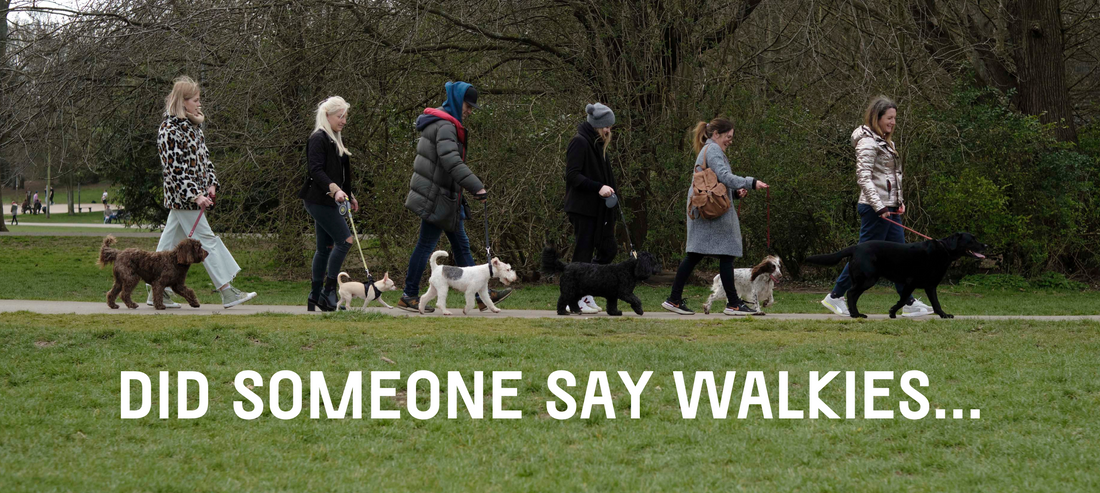 How To Keep Your Dog Safe On Different Walks