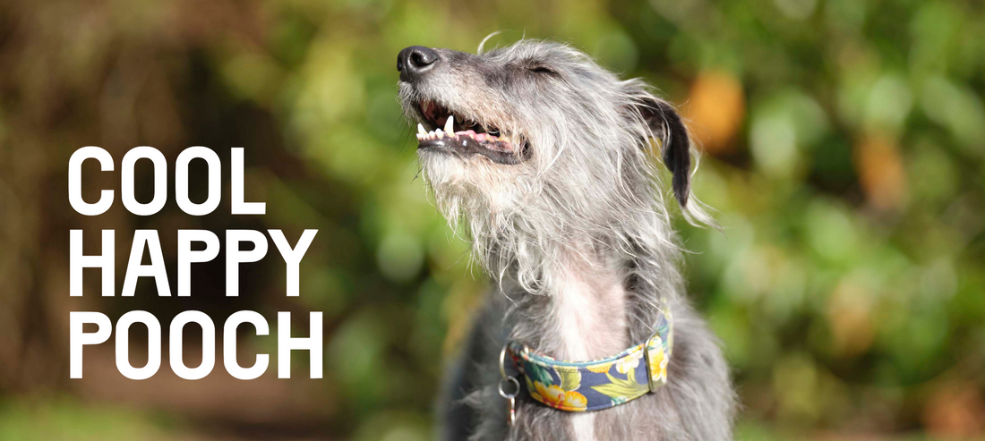 Keeping Your Dog Cool In The Heatwave