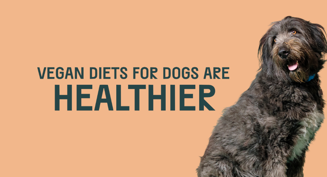 Vegan Diets For Dogs Are Healthier