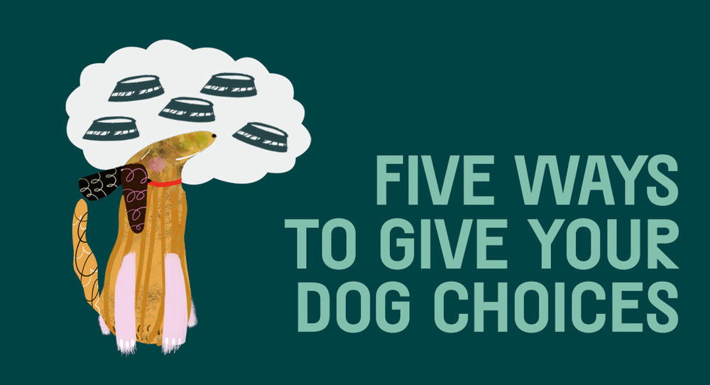 Five Ways To Give Your Dog Choices