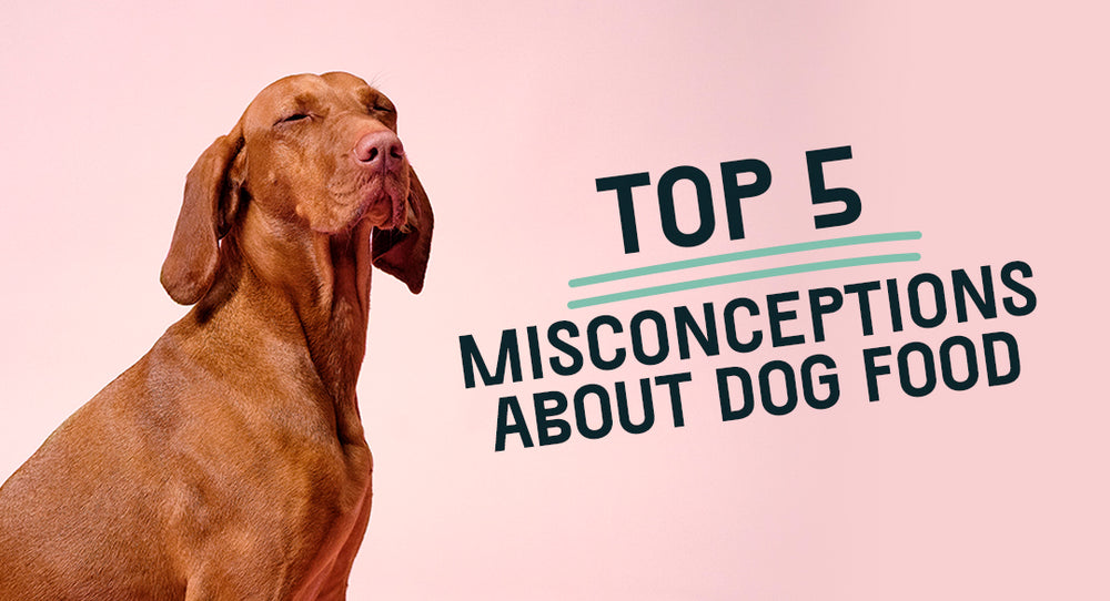 Top Five Misconceptions About Dog Food