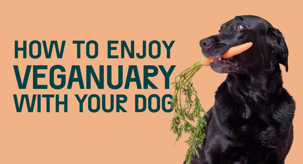 How To Enjoy Veganuary With Your Furry Best Friend