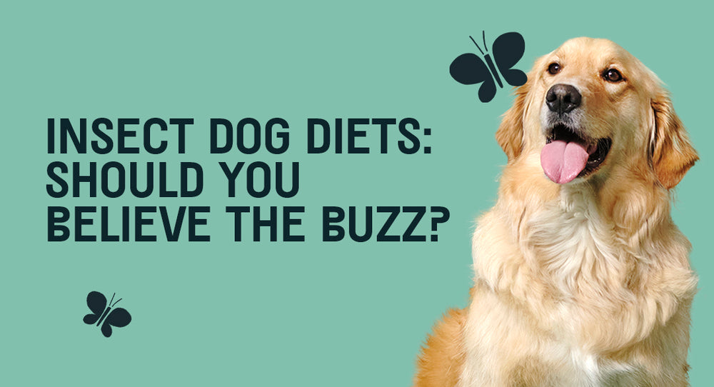 Insect Dog Food: Should You Believe The Buzz?