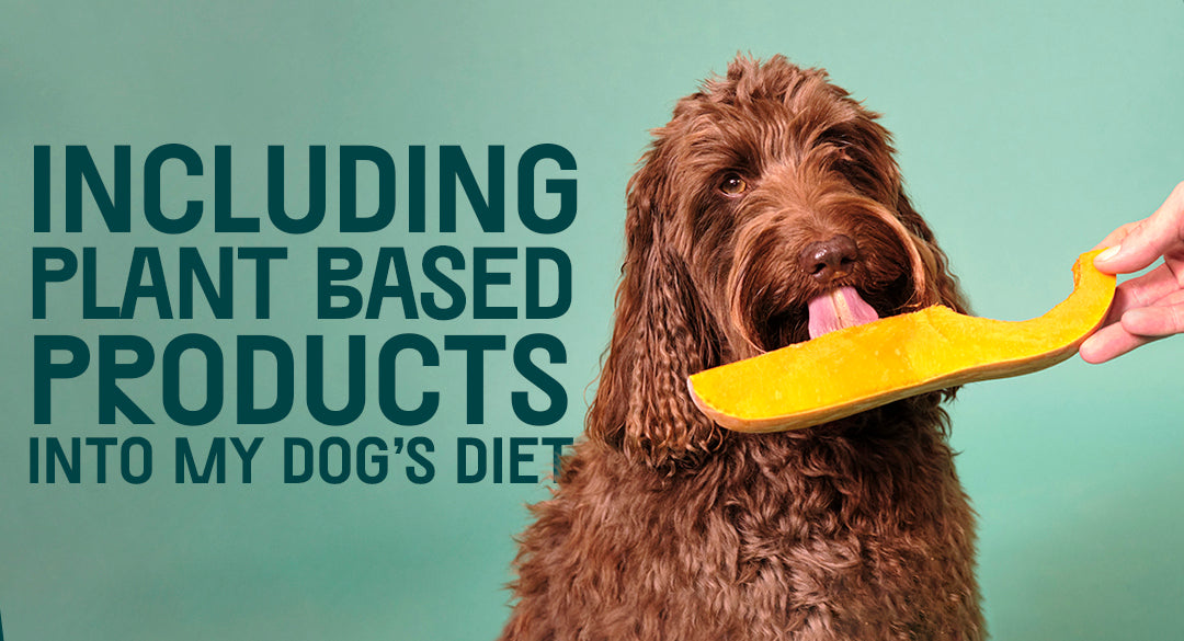 How To Transition Your Dog To Vegan Dog Food