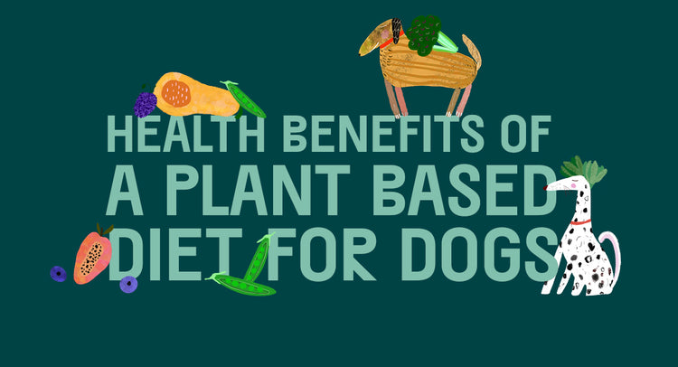 What Are The Health Benefits Of A Plant-Based Diet For Dogs? – THE PACK