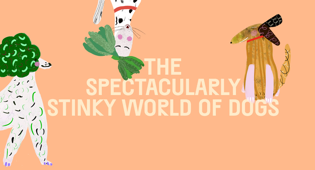 The Spectacularly Stinky World Of Dogs