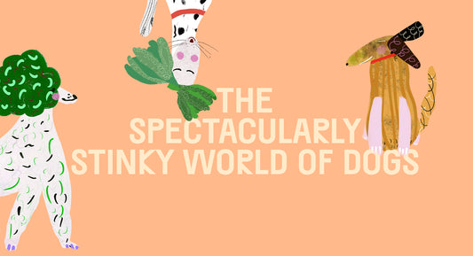 The Spectacularly Stinky World Of Dogs