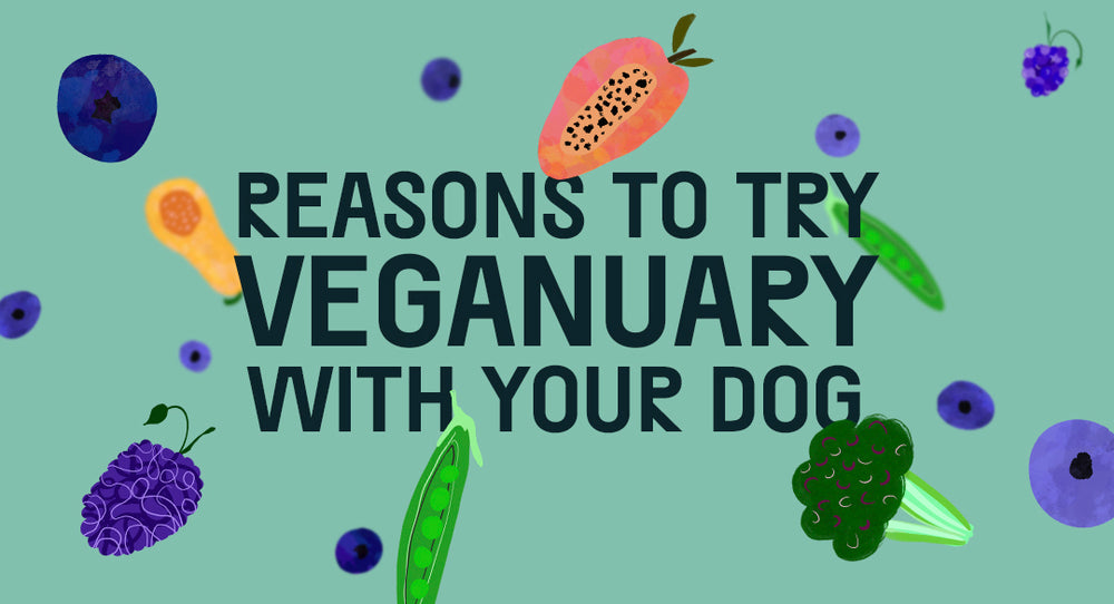 Reasons To Try Veganuary With Your Dog