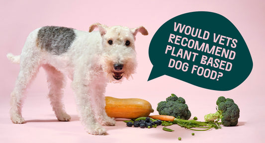 Would Vets Recommend Vegan Dog Food?