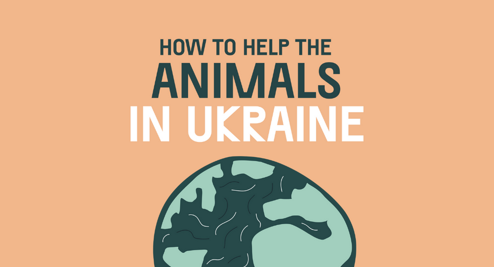 Helping Animals & Pawrents In Ukraine