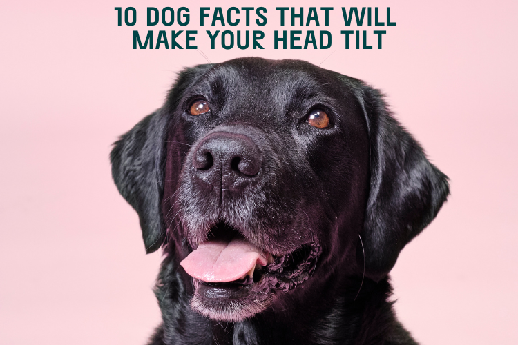 10 Dog Facts That Will Make Your Head Tilt!