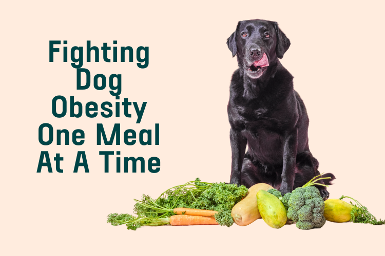 Fighting Dog Obesity One Meal At A Time