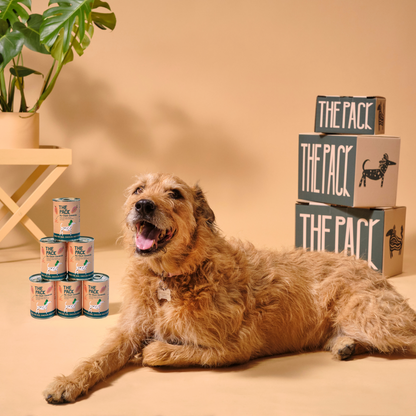 Plant-Based Healthy Meals