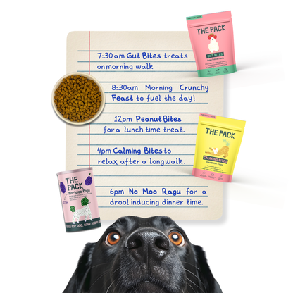 THE PACK Starter Bundle