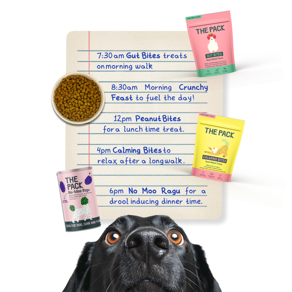 
                
                  THE PACK Starter Bundle
                
              